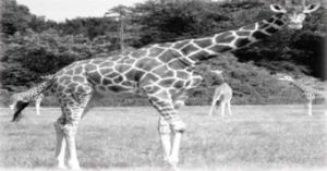 Devoir du 3eme trimestre 2AM